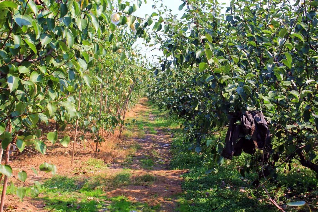 大沙河菜市場最新價格,大沙河菜市場的最新價格，時代的印記與生活的脈動